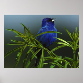 Blue Bird Photo Natuur Wall Poster