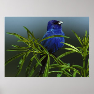 Blue Bird Photo Natuur Wall Poster