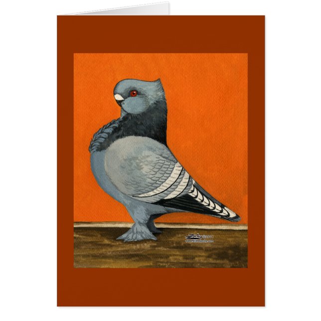 Blue Blondinette Pigeon (Voorkant)