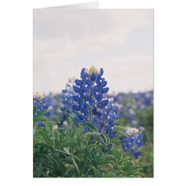 Blue Bonnet (Voorkant)