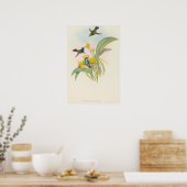 Blue-breasted Hummingbirds by John Gould Poster (Keuken)