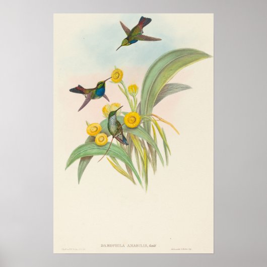 Blue-breasted Hummingbirds by John Gould Poster (Voorkant)