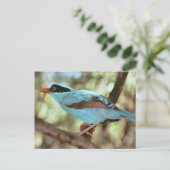 Blue-Breasted Kingfisher Foto Briefkaart (Staand voorkant)