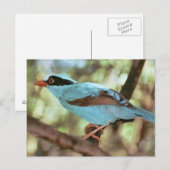 Blue-Breasted Kingfisher Foto Briefkaart (Voorkant / Achterkant)