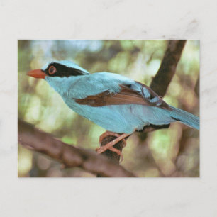 Blue-Breasted Kingfisher Foto Briefkaart