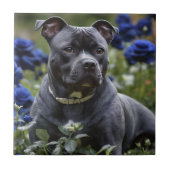 Blue Brindle Beauty: een Staffy in Blue Rozen Tegeltje (Voorkant)