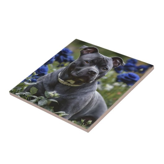 Blue Brindle Beauty: een Staffy in Blue Rozen Tegeltje (Zijkant)