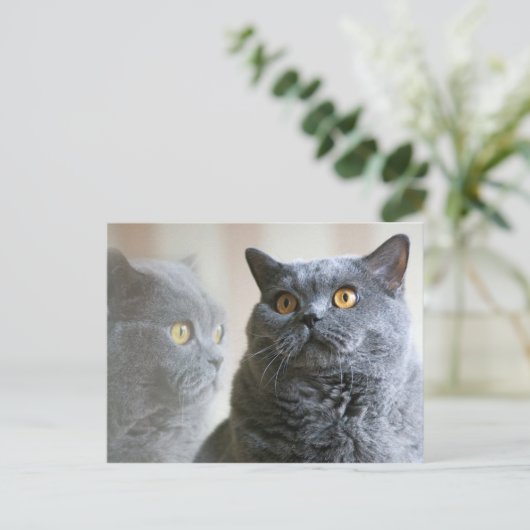 Blue British Shorthair met gouden ogen Briefkaart (Staand voorkant)