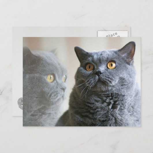 Blue British Shorthair met gouden ogen Briefkaart (Voorkant / Achterkant)