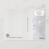 Blue British Shorthair met gouden ogen Briefkaart (Achterkant)