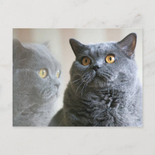 Blue British Shorthair met gouden ogen Briefkaart