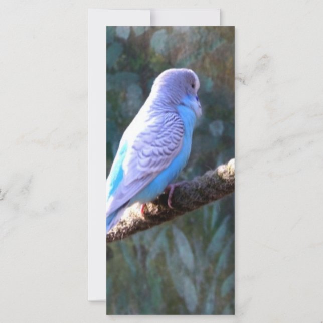 Blue Budgie Bird (Voorkant)