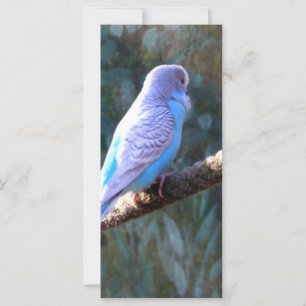 Blue Budgie Bird