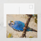 Blue Budgie Briefkaart (Voorkant / Achterkant)