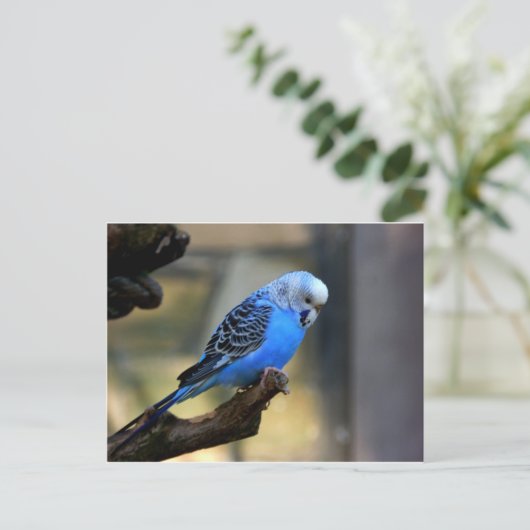 Blue Budgie Briefkaart (Staand voorkant)