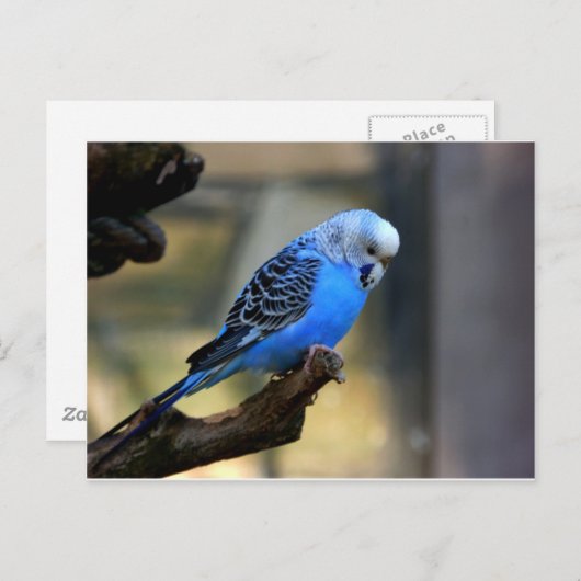 Blue Budgie Briefkaart (Voorkant / Achterkant)
