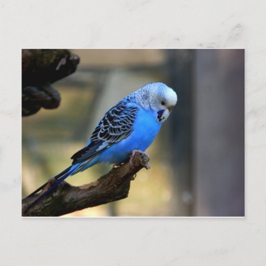 Blue Budgie Briefkaart (Voorkant)