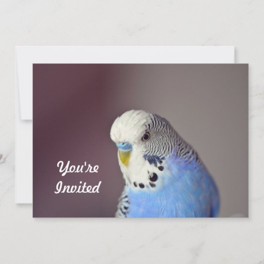 Blue Budgie foto verjaardagsuitnodiging Kaart (Voorkant)