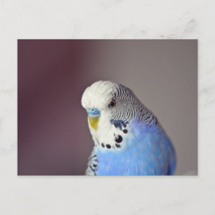 Blue Budgie Photo Briefkaart