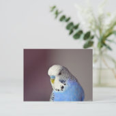  Blue Budgie Photo Briefkaart (Staand voorkant)