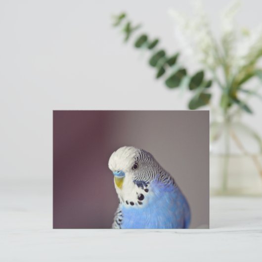  Blue Budgie Photo Briefkaart (Staand voorkant)