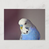 Blue Budgie Photo Briefkaart (Voorkant)