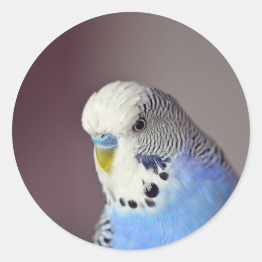  Blue Budgie Photo Classic Round Sticker (Voorkant)