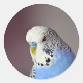  Blue Budgie Photo Classic Round Sticker