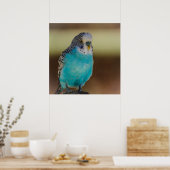 Blue Budgie Poster (Keuken)