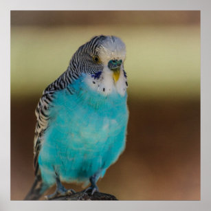 Blue Budgie Poster