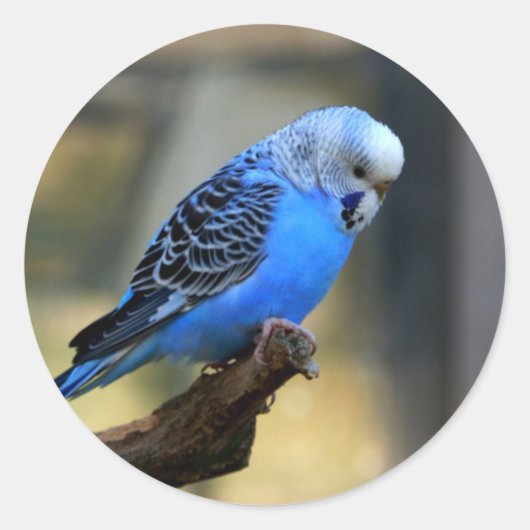 Blue Budgie Ronde Sticker (Voorkant)