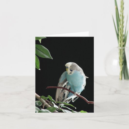 Blue Budgie Wenskaart, Parakeet Wenskaart Kaart (Voorkant)