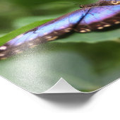Blue Butterfly Close Up 8x10 Foto Afdruk (Hoek)