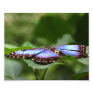 Blue Butterfly Close Up 8x10 Foto Afdruk