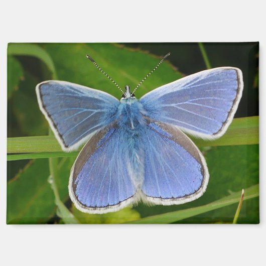 Blue Butterfly Magnet (Voorkant)