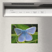 Blue Butterfly Magnet (Insitu (Vaatwasser))