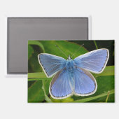 Blue Butterfly Magnet (Voorkant / Achterkant)