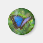 Blue Butterfly Magnet (Voorkant)