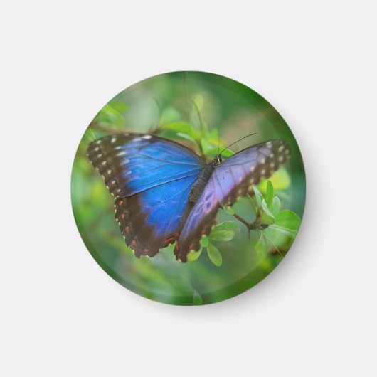 Blue Butterfly Magnet (Voorkant)