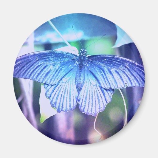 Blue Butterfly Magnet (Voorkant)