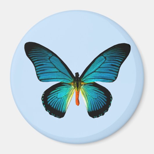 Blue Butterfly Magnet (Voorkant)