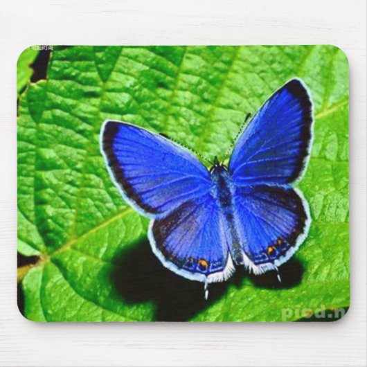 Blue Butterfly Mousepad Muismat (Voorkant)