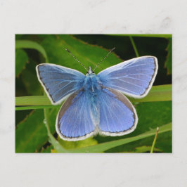 Blue Butterfly Postcard Feestdagenkaart