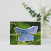 Blue Butterfly Postcard Feestdagenkaart (Staand voorkant)