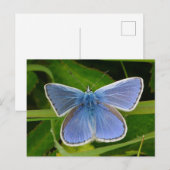 Blue Butterfly Postcard Feestdagenkaart (Voorkant / Achterkant)