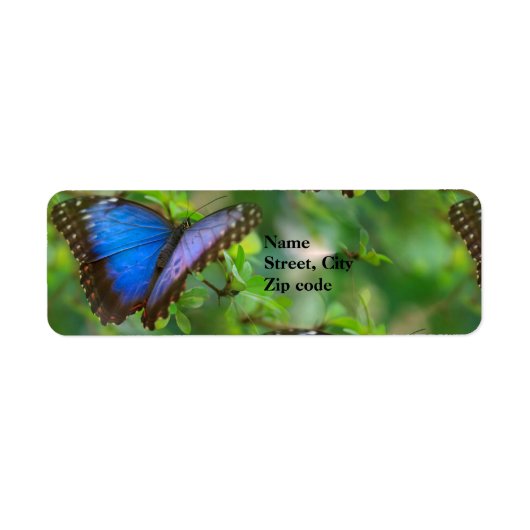 Blue Butterfly Return Address Labels (Voorkant)