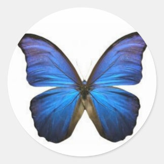 Blue Butterfly-stickers Ronde Sticker