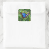 Blue Butterfly-stickers Vierkante Sticker (Tas)