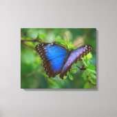Blue Butterfly Stretched Canvas (Voorkant)