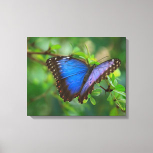 Blue Butterfly Stretched Canvas